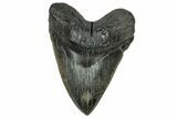 Fossil Megalodon Tooth - Massive River Meg #326521-1